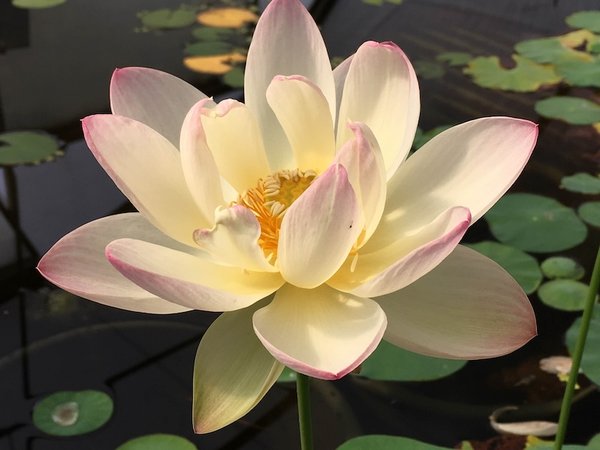 Lotus Gioia – außergewöhnlich blühfreudig